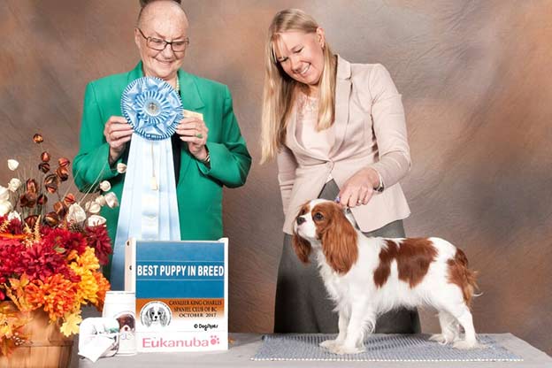 Cresthaven Cavaliers - Breeder of Cavalier King Charles Spaniels located in Penticton BC