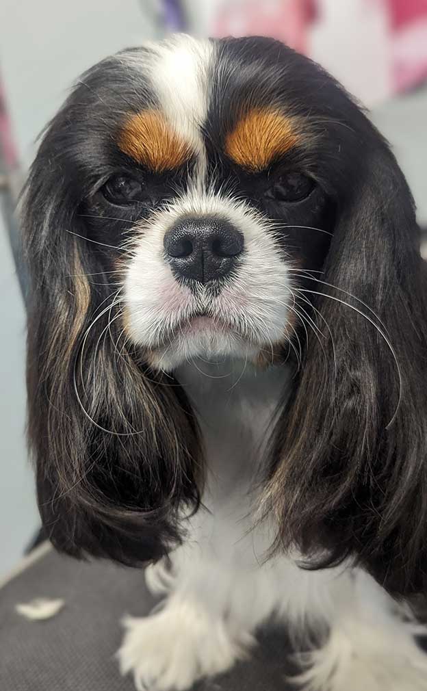 Cresthaven Cavaliers - Breeder of Cavalier King Charles Spaniels located in Penticton BC