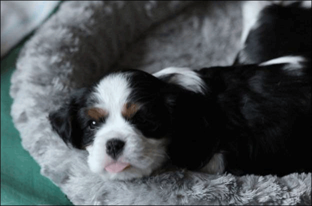 Cresthaven Puppies