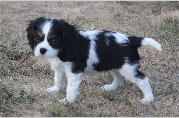 Cresthaven Puppies