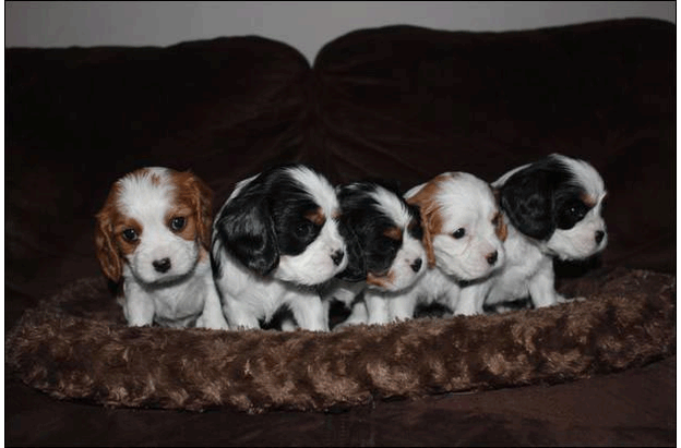 Cresthaven Puppies
