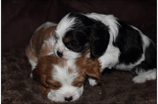 Cresthaven Puppies