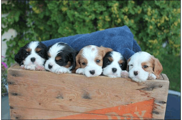 Cresthaven Puppies