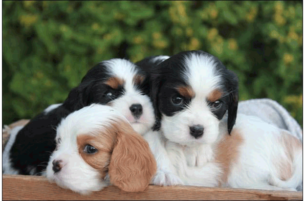 Cresthaven Puppies