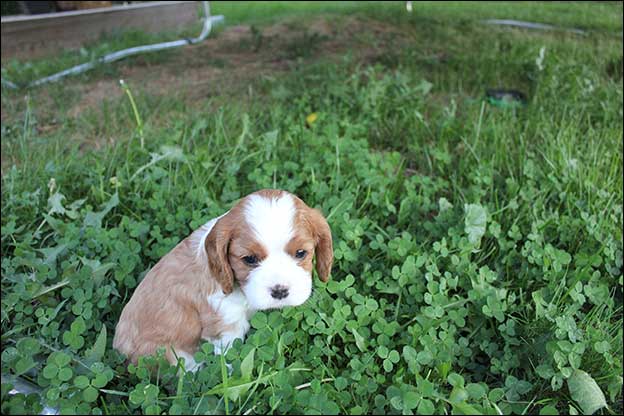 Cresthaven Puppies