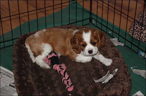 Cresthaven Puppies