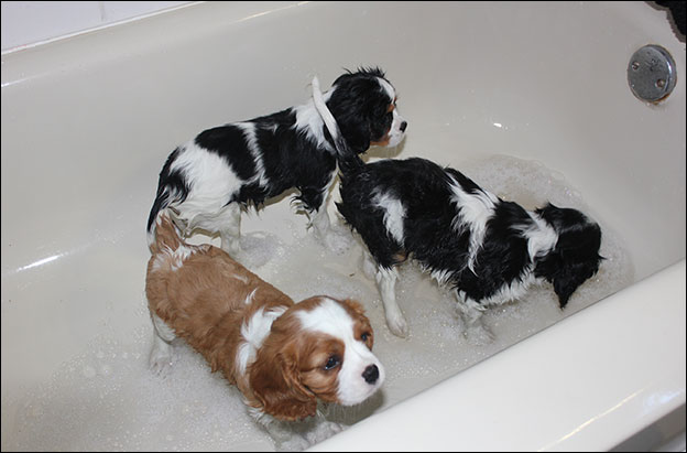 Cresthaven Puppies