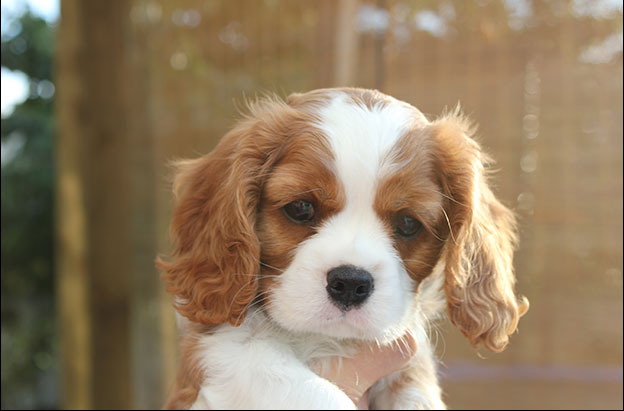 Cresthaven Puppies