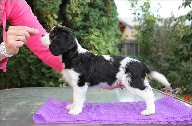 Cresthaven Puppies