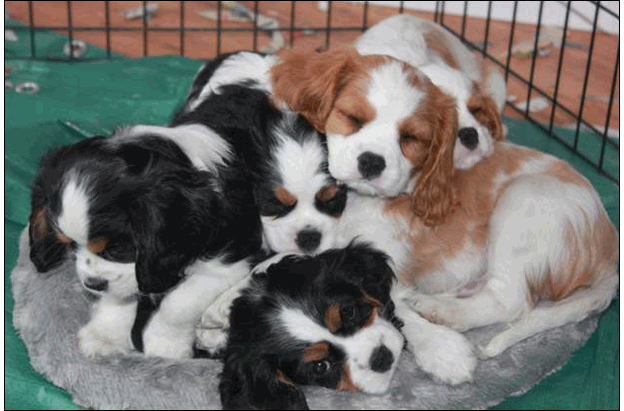 Cresthaven Puppies