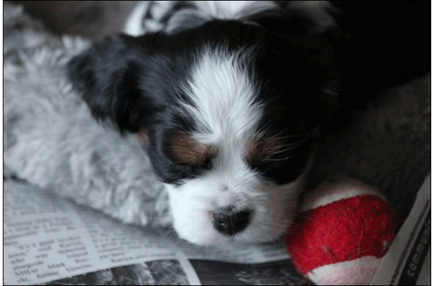 Cresthaven Puppies