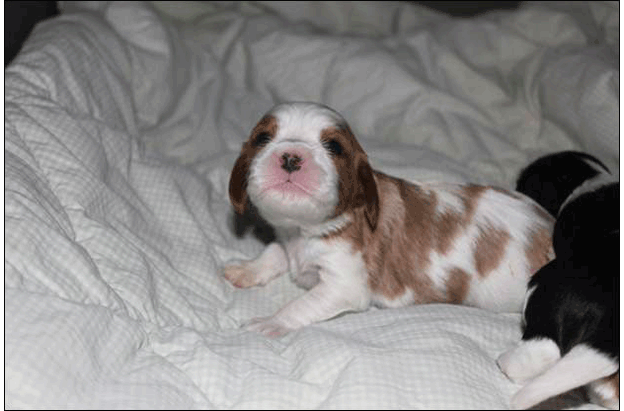 Cresthaven Puppies