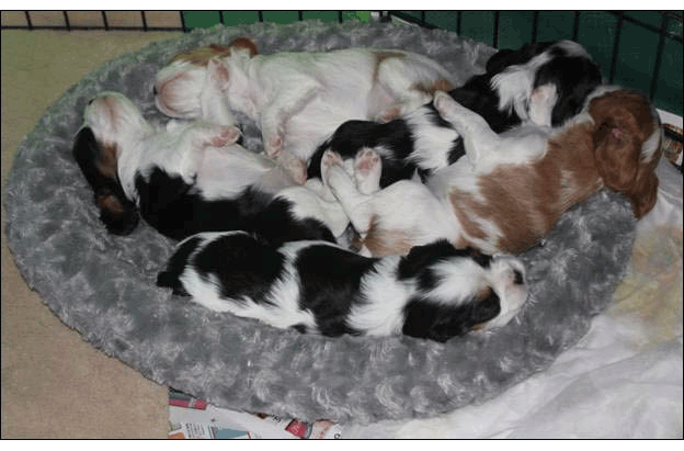 Cresthaven Puppies