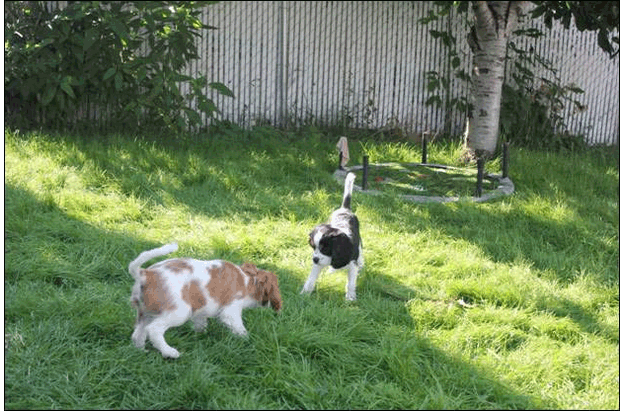 Cresthaven Puppies