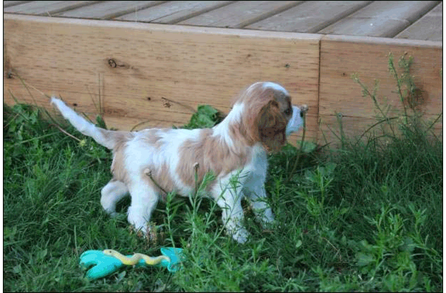 Cresthaven Puppies