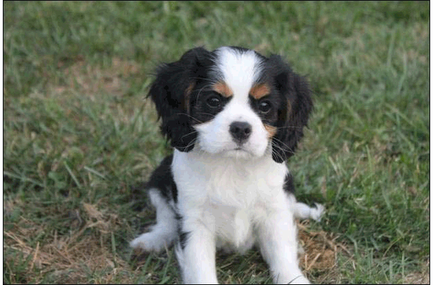 Cresthaven Puppies