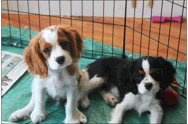 Cresthaven Puppies