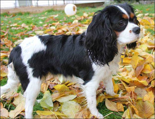 Cresthaven Cavaliers - Breeder of Cavalier King Charles Spaniels located in Penticton BC