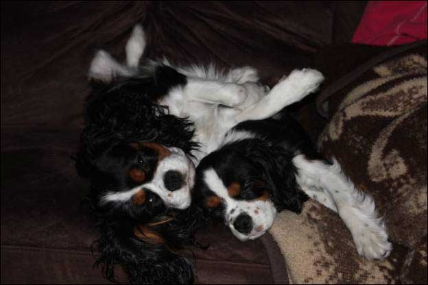 Cresthaven Cavaliers - Breeder of Cavalier King Charles Spaniels located in Penticton BC