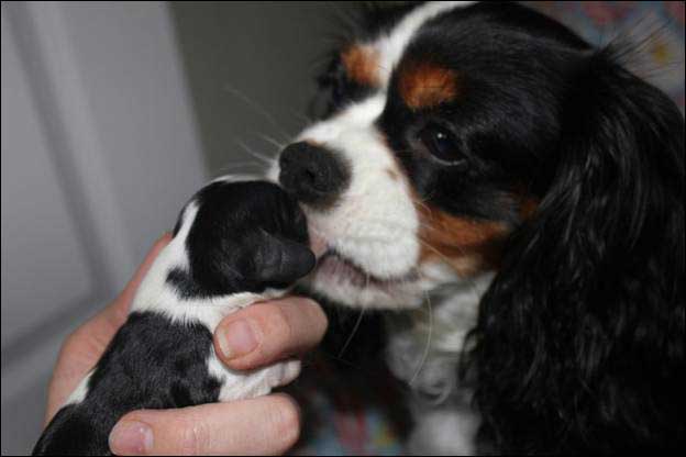 Cresthaven Cavaliers - Breeder of Cavalier King Charles Spaniels located in Penticton BC
