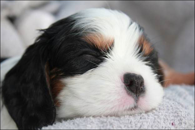 Cresthaven Cavaliers - Breeder of Cavalier King Charles Spaniels located in Penticton BC