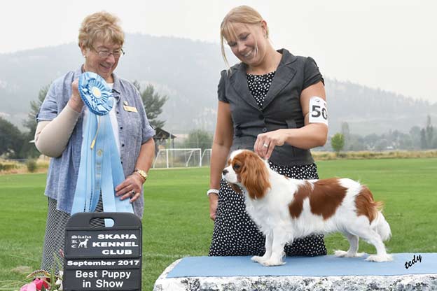 Cresthaven Cavaliers - Breeder of Cavalier King Charles Spaniels located in Penticton BC