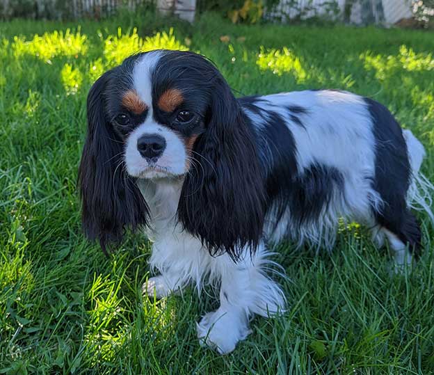 Cresthaven Cavaliers - Breeder of Cavalier King Charles Spaniels located in Penticton BC