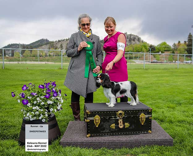 Cresthaven Cavaliers - Breeder of Cavalier King Charles Spaniels located in Penticton BC