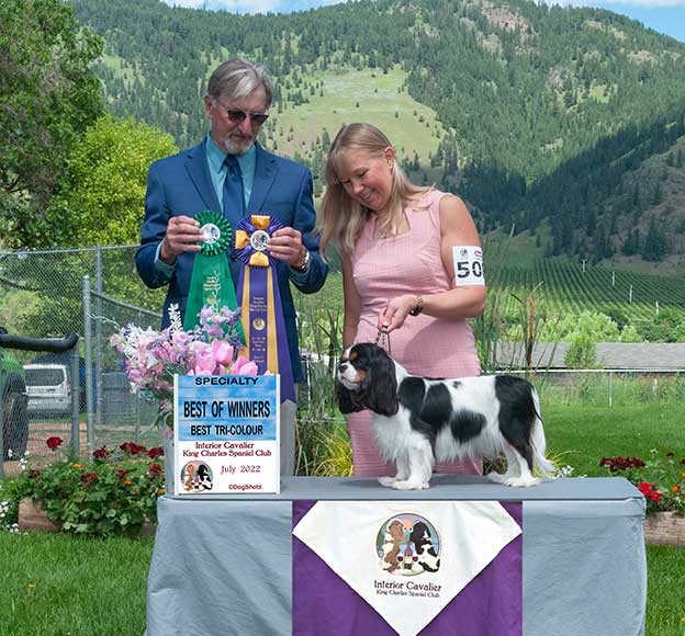 Cresthaven Cavaliers - Breeder of Cavalier King Charles Spaniels located in Penticton BC