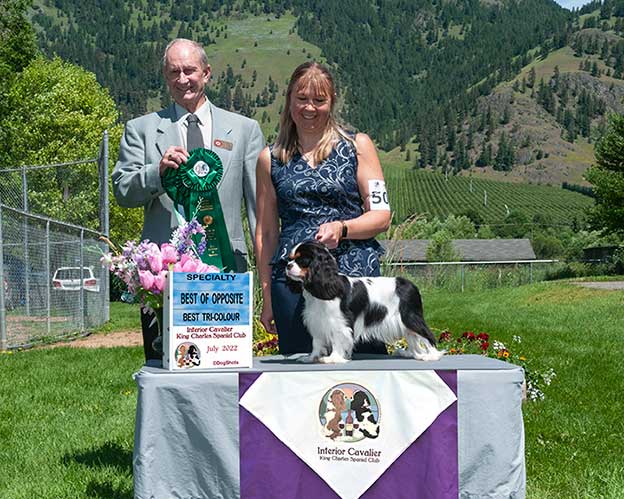 Cresthaven Cavaliers - Breeder of Cavalier King Charles Spaniels located in Penticton BC