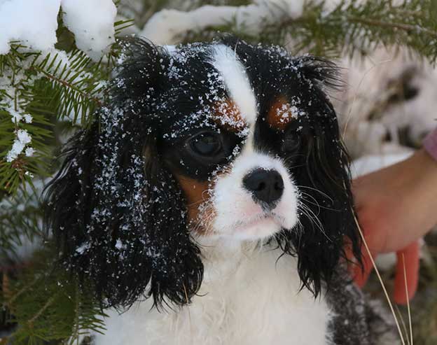 Cresthaven Cavaliers - Breeder of Cavalier King Charles Spaniels located in Penticton BC