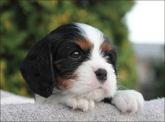 Cresthaven Cavaliers - Breeder of Cavalier King Charles Spaniels located in Penticton BC