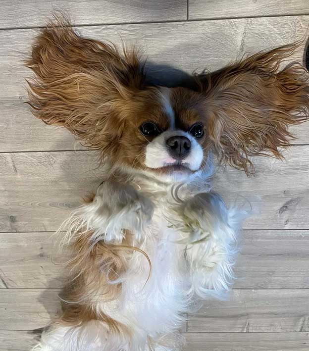 Cresthaven Cavaliers - Breeder of Cavalier King Charles Spaniels located in Penticton BC