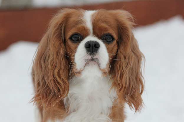 Cresthaven Cavaliers - Breeder of Cavalier King Charles Spaniels located in Penticton BC