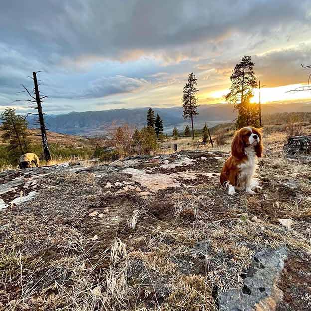 Cresthaven Cavaliers - Breeder of Cavalier King Charles Spaniels located in Penticton BC