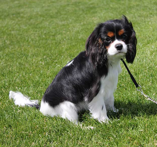 Cresthaven Cavaliers - Breeder of Cavalier King Charles Spaniels located in Penticton BC