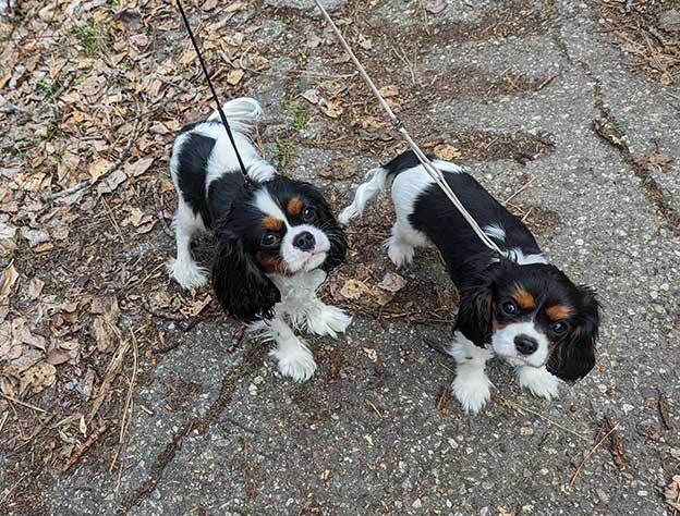 Cresthaven Cavaliers - Breeder of Cavalier King Charles Spaniels located in Penticton BC
