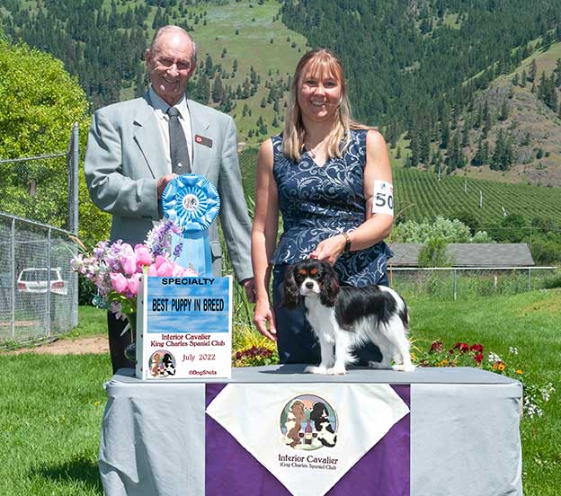Cresthaven Cavaliers - Breeder of Cavalier King Charles Spaniels located in Penticton BC