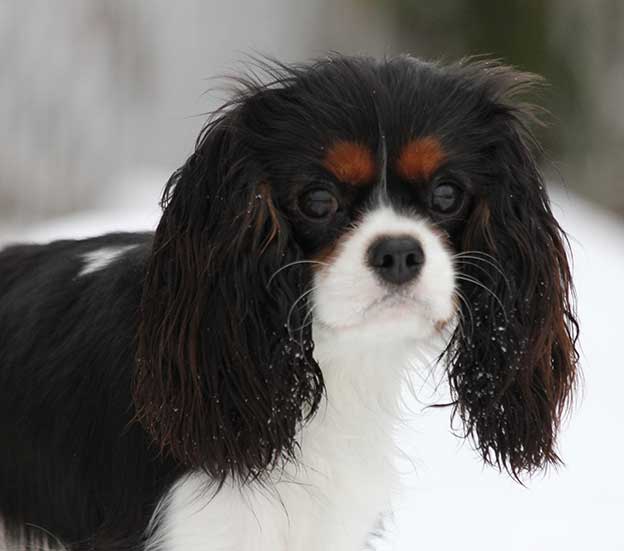 Cresthaven Cavaliers - Breeder of Cavalier King Charles Spaniels located in Penticton BC