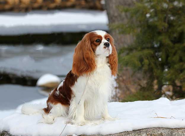 Cresthaven Cavaliers - Breeder of Cavalier King Charles Spaniels located in Penticton BC