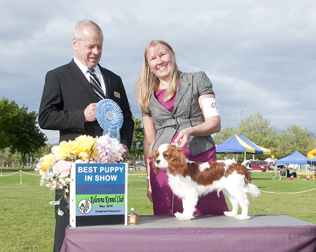 Cresthaven Cavaliers - Breeder of Cavalier King Charles Spaniels located in Penticton BC