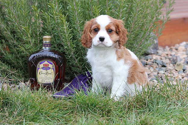 Cresthaven Cavaliers - Breeder of Cavalier King Charles Spaniels located in Penticton BC