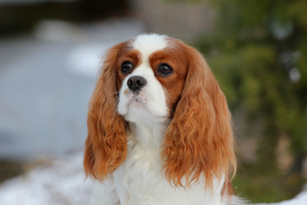 Cresthaven Cavaliers - Breeder of Cavalier King Charles Spaniels located in Penticton BC