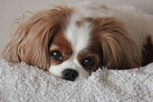 Cresthaven Cavaliers - Breeder of Cavalier King Charles Spaniels located in Penticton BC