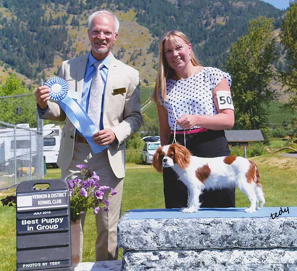 Cresthaven Cavaliers - Breeder of Cavalier King Charles Spaniels located in Penticton BC