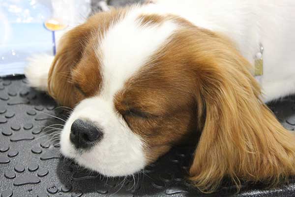 Cresthaven Cavaliers - Breeder of Cavalier King Charles Spaniels located in Penticton BC