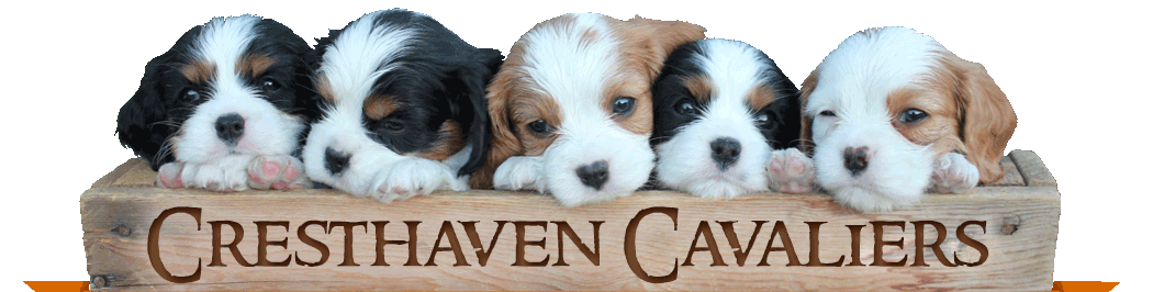 Cresthaven Cavaliers - Breeder of Cavalier King Charles Spaniels located in Penticton BC